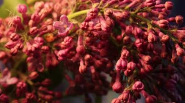 Can Eflatun çiçek bitki