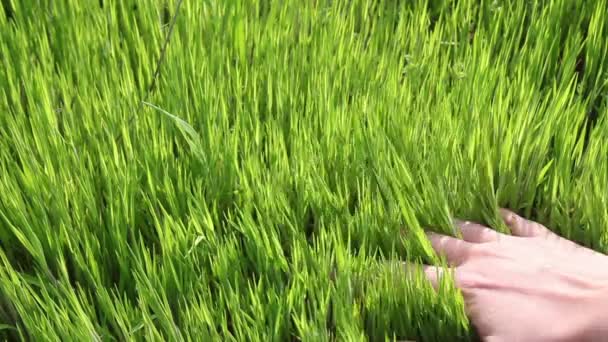 Mano femenina tocando hierba verde — Vídeo de stock