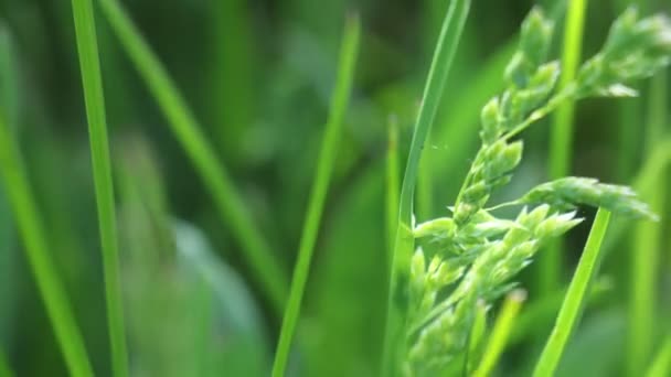 Grama verde no vento — Vídeo de Stock