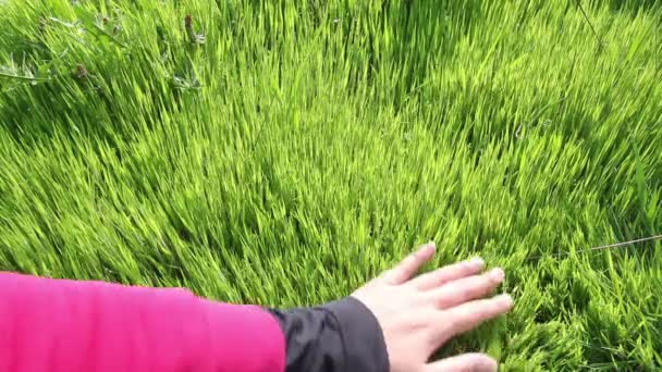 Женщина касается зеленой травы — стоковое видео