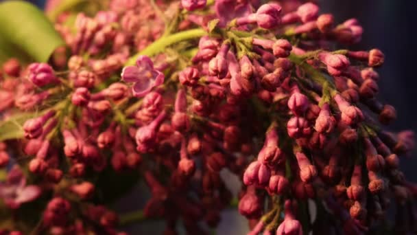 Lila växt att få levande återfödelse — Stockvideo