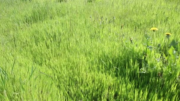 Campo de hierba verde en la mañana soleada — Vídeo de stock