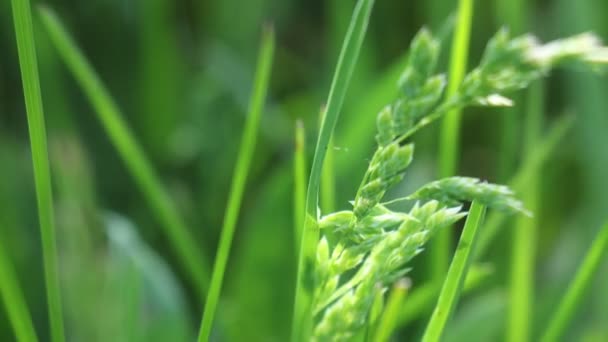 Hierba verde en el viento — Vídeo de stock