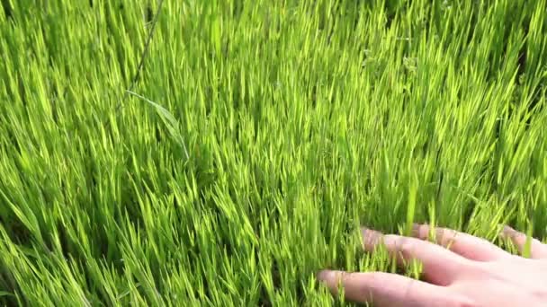 Mano femenina tocando hierba verde — Vídeo de stock