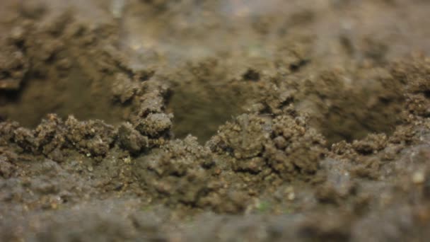 Vrouwelijke Hand een zaadje planten — Stockvideo