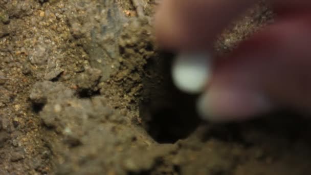 Eine weibliche Hand pflanzt einen Samen — Stockvideo