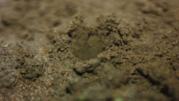 Vrouwelijke Hand een zaadje planten — Stockvideo