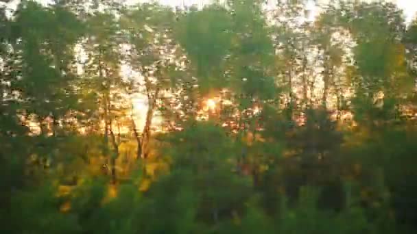 Passage des rayons du soleil à travers les feuilles d'arbre vert — Video