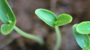 Güneş'e dönen küçük salatalık bitkiler