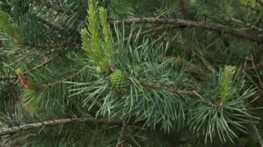 Erkek el köknar dokunmadan kapatmak kadar güzel doğa