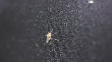 Kan cilt emme sivrisinek ısırık