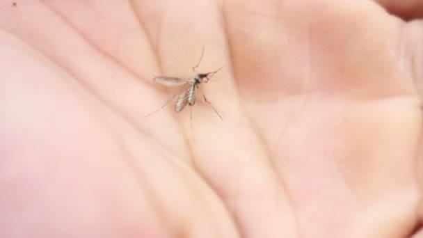Mosquito muerto yaciendo en la mano — Vídeo de stock