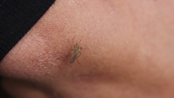 Mygga biter suger blod på huden — Stockvideo