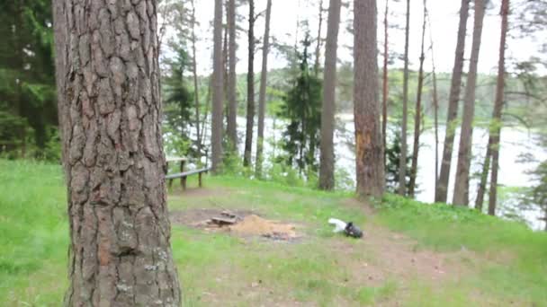 Mann macht Übung im Wald beim Baumstammspringen — Stockvideo