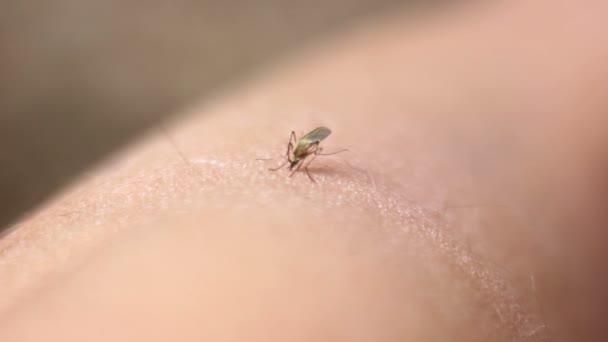 Mosquito mordedura chupando sangre la piel — Vídeos de Stock