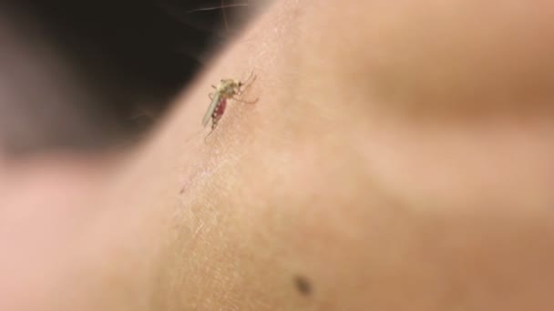 Komary gryzą, ssanie krwi skóry — Wideo stockowe