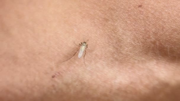 Mosquito mordedura chupando sangre la piel — Vídeos de Stock