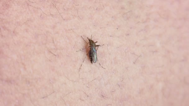 Uso de repelente de mosquitos contra el insecto — Vídeos de Stock