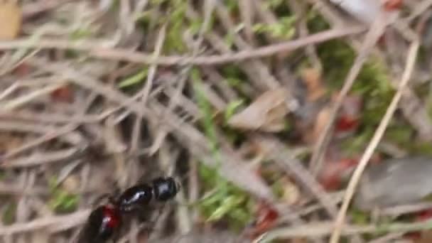 Enorme hormiga solitaria corriendo suelo del bosque — Vídeo de stock
