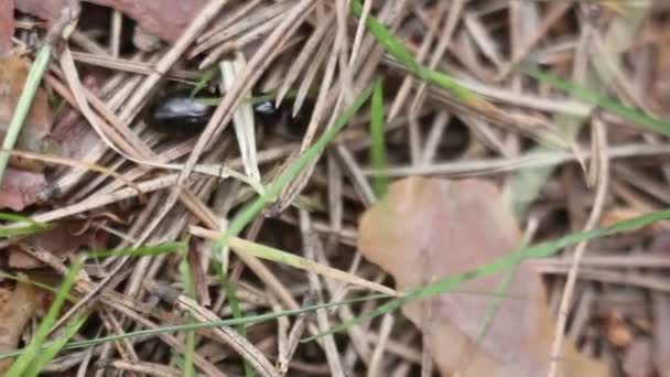 巨大な孤独な Ant 実行している森林の地面 — ストック動画