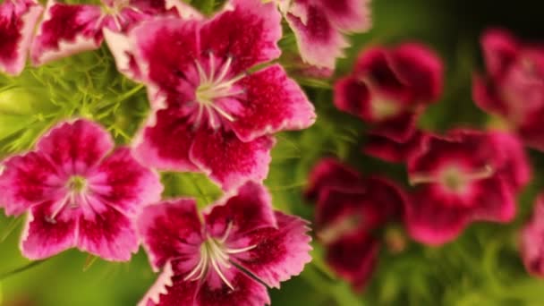 Ανθισμένα άνοιγμα Άνθος λουλούδι γαρίφαλων — Αρχείο Βίντεο