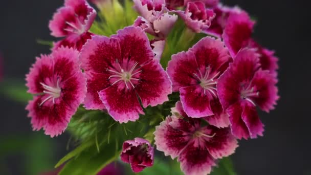 Kvete květ karafiátu otevření Blossom — Stock video