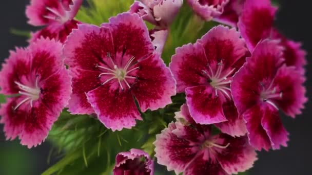 Blommande Carnation blomma öppna blomma — Stockvideo