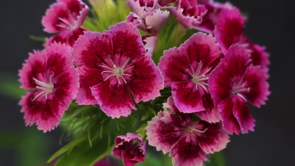 Flor de clavel floreciente Flor de apertura — Vídeos de Stock