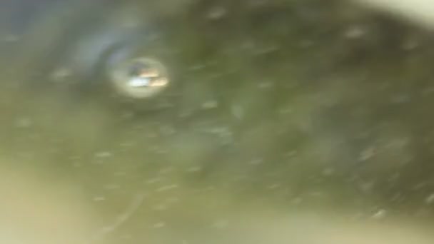 Fessée de queue de poisson dans l'eau 