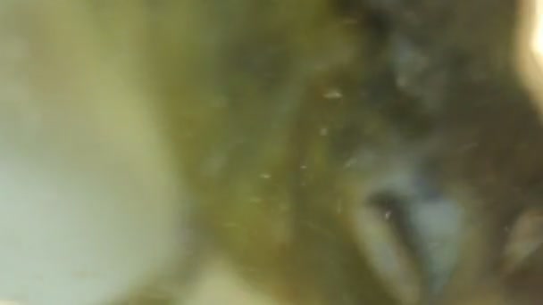 Crucienne poisson nageant dans l'eau 