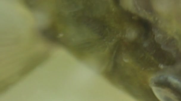 Crucienne poisson nageant dans l'eau 