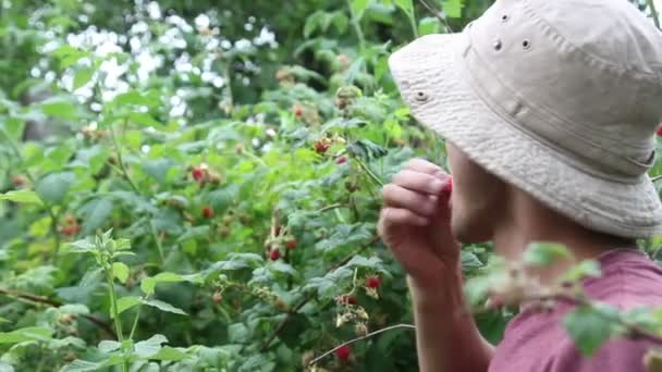 Mannen äter hallon från buskarna — Stockvideo