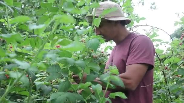 Mann isst Himbeeren aus dem Gebüsch — Stockvideo