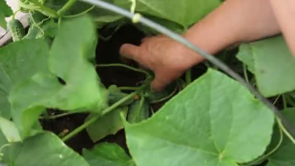 Mano recogiendo pepino de los arbustos — Vídeos de Stock