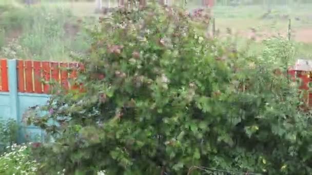 Arbres soufflant sur le vent — Video