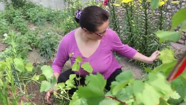 Женщина, работающая с садовым инструментом из винограда — стоковое видео