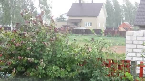 Árboles Soplando en Tormenta de Viento — Vídeo de stock