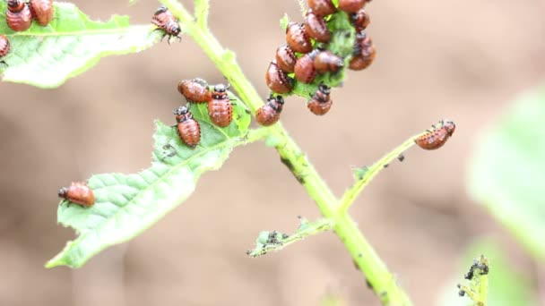 Pilha de Larvas do Colorado Comendo Folhas de Batata — Vídeo de Stock