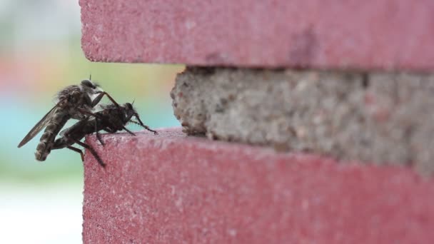Böcek Copulating işlemi sinek — Stok video