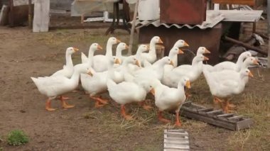 Beyaz kaz sürüsü yerli kuş