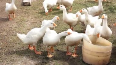 Beyaz kaz sürüsü yerli kuş