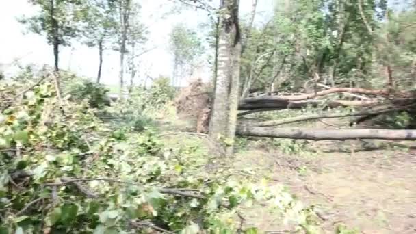 Árbol roto Strom Daño Roadside — Vídeo de stock