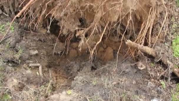 Umgestürzter Baum beschädigt Straßenrand — Stockvideo