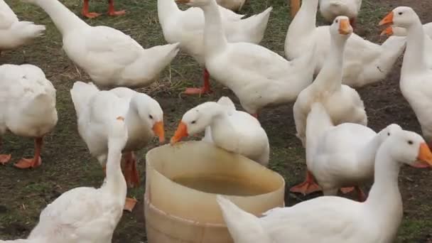 Binnenlandse vogel kudde witte gans — Stockvideo