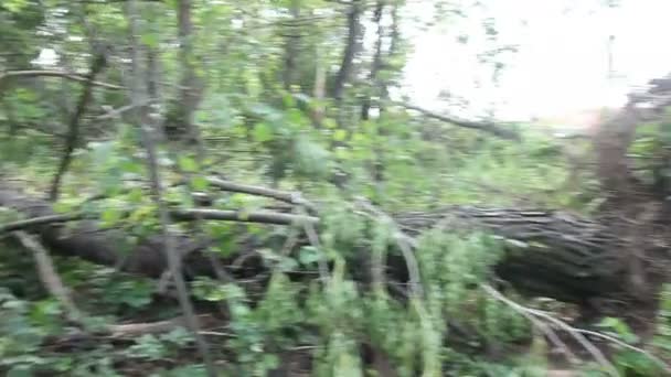 Σπασμένα δέντρο Strom ζημιά άκρη του δρόμου — Αρχείο Βίντεο