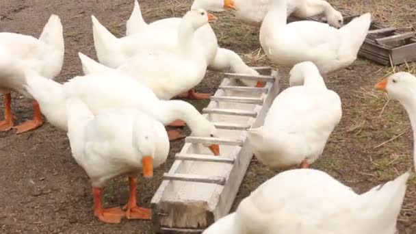 Domowych ptak stado gęsi białe — Wideo stockowe