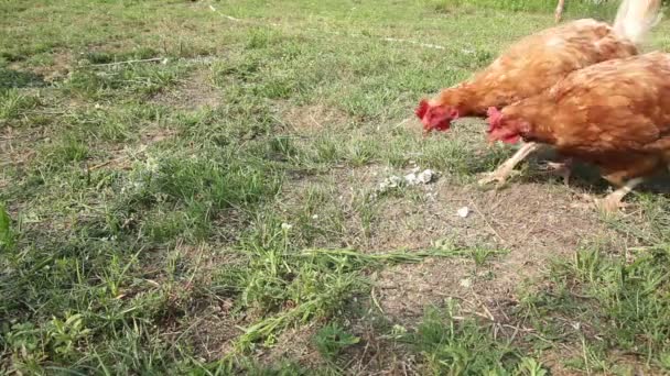 Hugry Hens on Chicken Farm — Stock Video