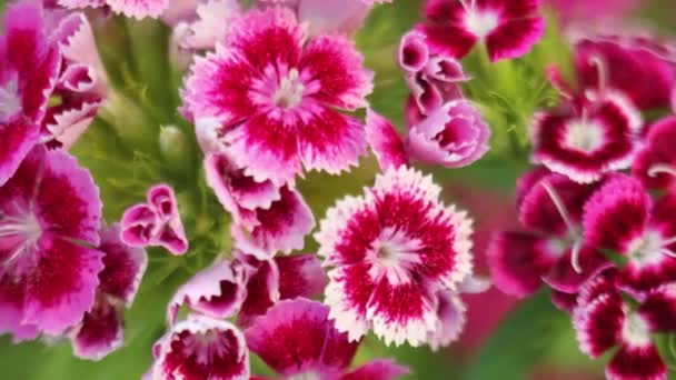 Cultivo flores clavel tiempo lapso — Vídeo de stock