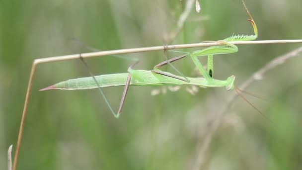 Mantis on the Grass — Stock Video