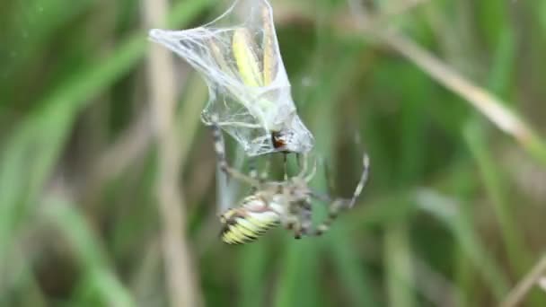 Aranha caça gafanhoto em sua web — Vídeo de Stock